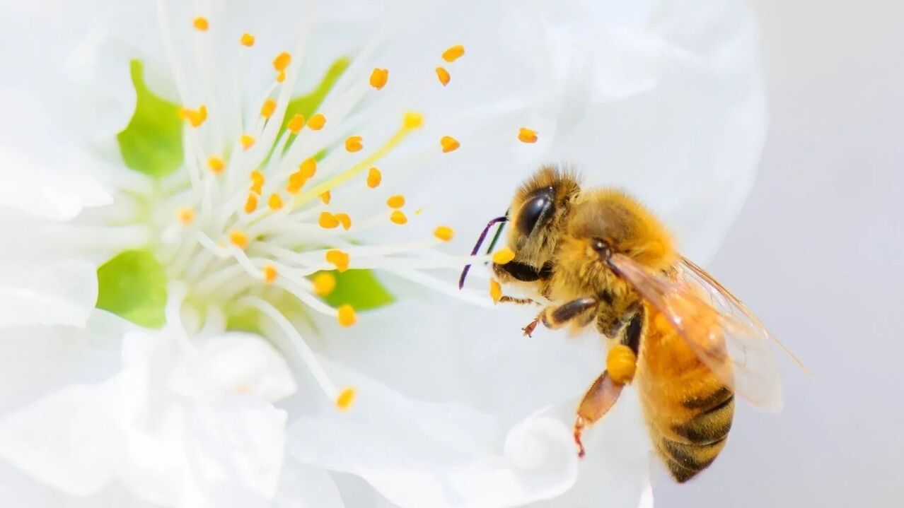 povečanje penisa s čebeljimi piki