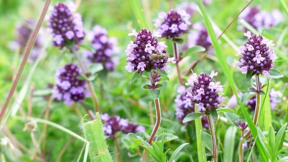 zelišče timijana za povečanje penisa